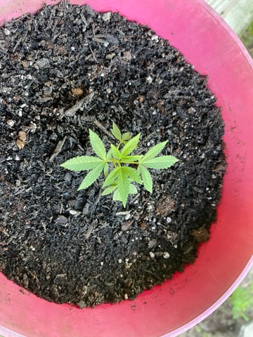 Alfie & Franki — vegetative, day 39