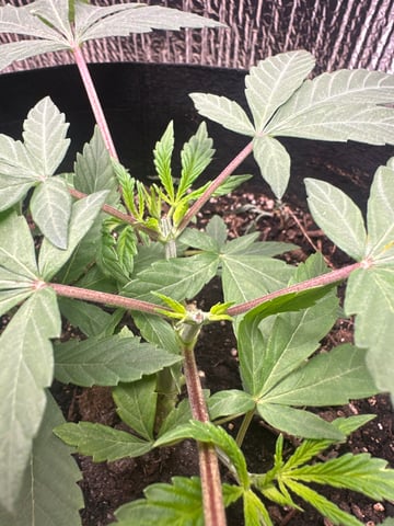 trying some bag seeds — vegetative, day 2