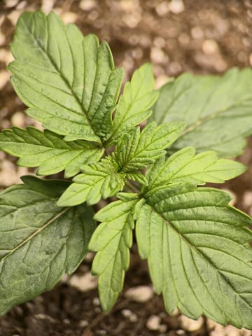 1st Grow 4x4 — seedling_rooting, day 14