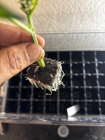 Pink Passion Fruit — vegetative, day 43