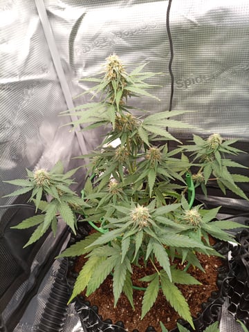 first tent grow — flower, day 43