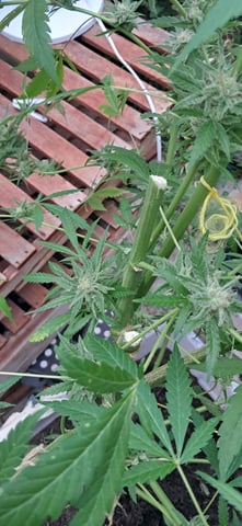 1st grow (green house)(natural) — flower, day 127