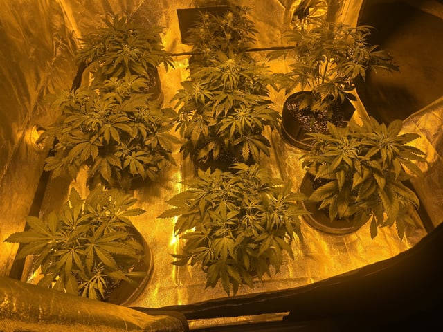 Autos AGAIN — vegetative, day 41