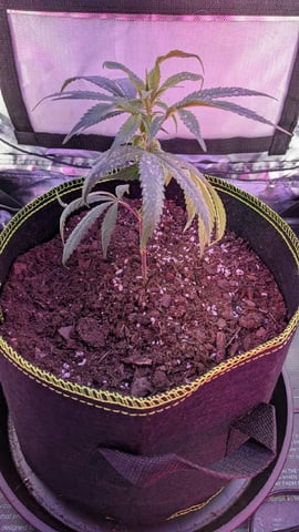 Dolly — vegetative, day 1