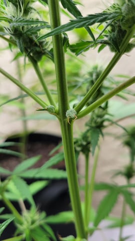 purple Kush, and Extra Large Kush — flower, day 47