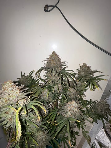 zunami s1 grounded genetics  — harvest, day 99
