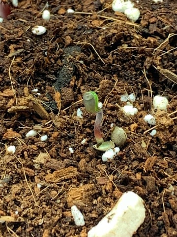 Papaya Frosting  — seedling_rooting, day 6