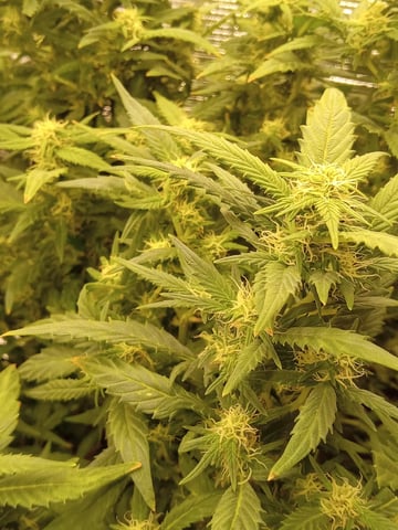 Blueberry critical kush x purple peyote wifi  and one L.a kush cake . — flower, day 58