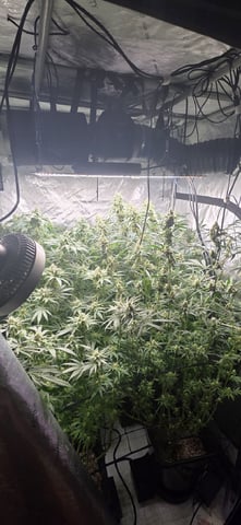 strawberry guava bx — flower, day 17