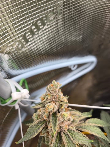 Grow #2 — flower, day 66