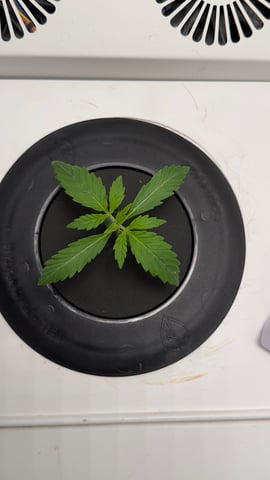 Northern Lights  — vegetative, day 16