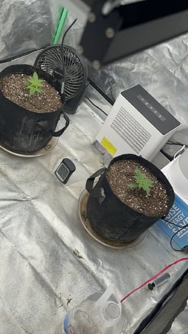 420 Fast Buds  — vegetative, day 18