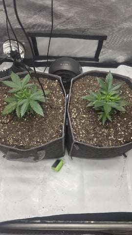 lilac diesel Rbx2 — vegetative, day 34