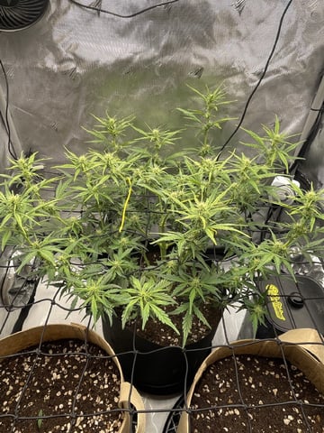 3x3 Grow — flower, day 14