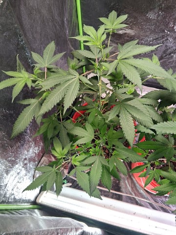 S&D  First Grow — vegetative, day 30