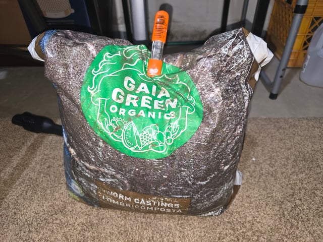 Homegrown - 🍒 🥧 & GSC Auto, 🚀 Seeds 🍌 Buttercups  — grow_setup, day 1