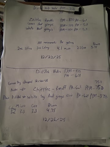 Lemon Cherry Cookies, Purple Haze and Strawberry Gorilla Grows — flower, day 103