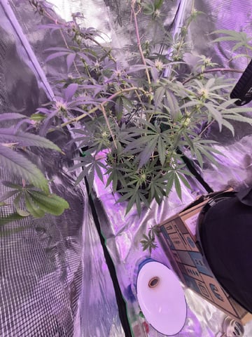 Kalini Asia Auto  — flower, day 34
