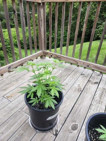Third year Grow