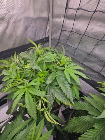 ethos genetics  — vegetative, day 36