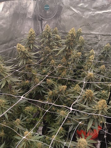 Master Kush — flower, day 110