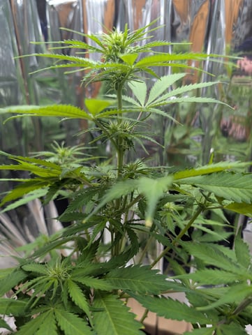 Zkittlez (Auto) — flower, day 50