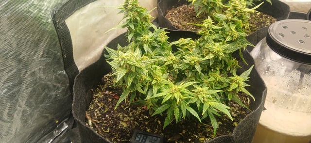 Midnight Bessie — flower, day 2