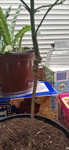 blueberry funk — vegetative, day 64