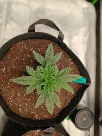 fruity pebbles, cap junky — vegetative, day 33