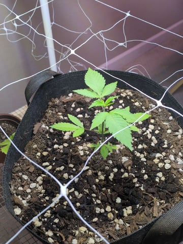 Audrey III — vegetative, day 46