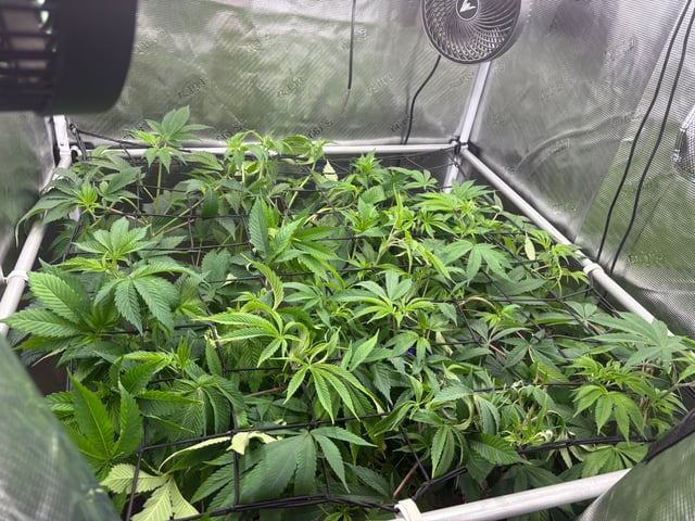 grow 3 — flower, day 1