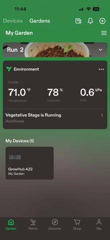 Grow #2 — vegetative, day 36