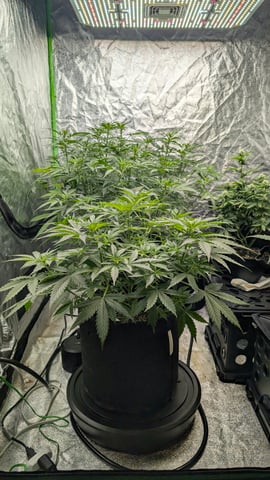 Strawberry Cheesecake Seedsman Seeds Autoflowers x2 — flower, day 40