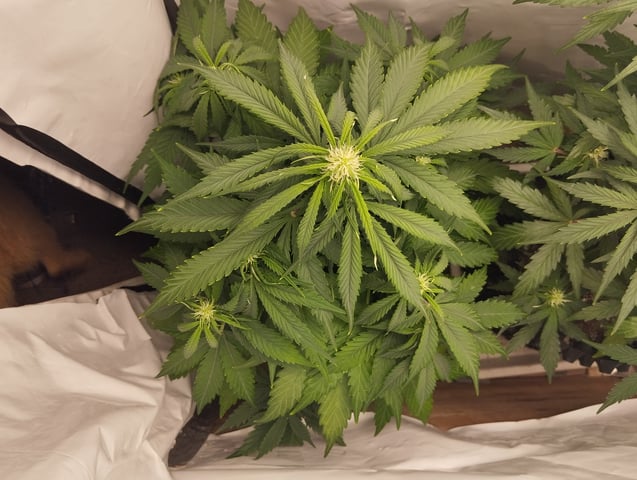 F1 apollo — flower, day 33