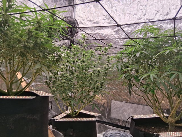 Seedman mix auto & seedman mix auto & GodFather OG — flower, day 75