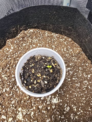 Coco Grow — germination, day 5