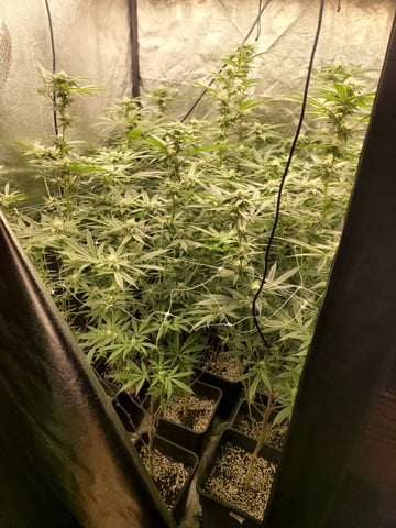 #3 — flower, day 50