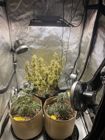 3x3 Grow — flower, day 42