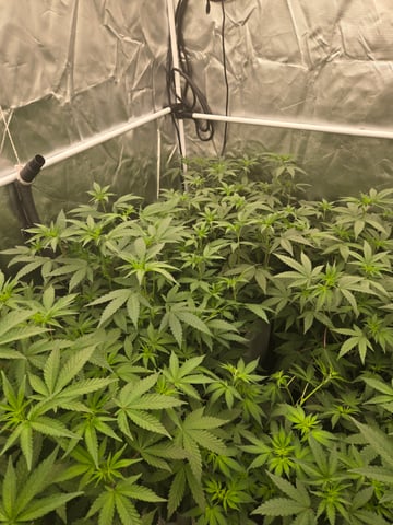 OG Kush  — flower, day 51