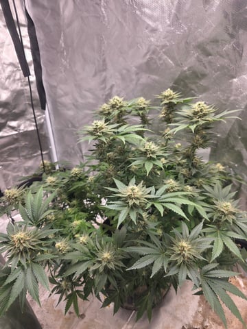 first grow — flower, day 94