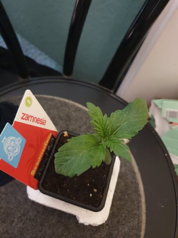 Strawberry Cough  — flower, day 2