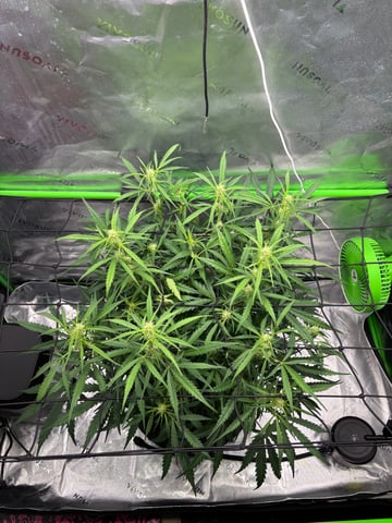 Fall 2025 Grow — vegetative, day 41