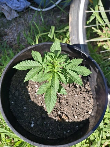 1st Grow - ROYAL MOBY (indoor)(photop.) — vegetative, day 18
