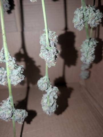 B E A utiful  — harvest, day 144