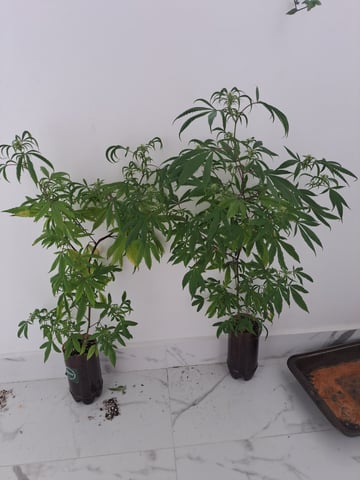 Yeti's Perpetual — vegetative, day 112