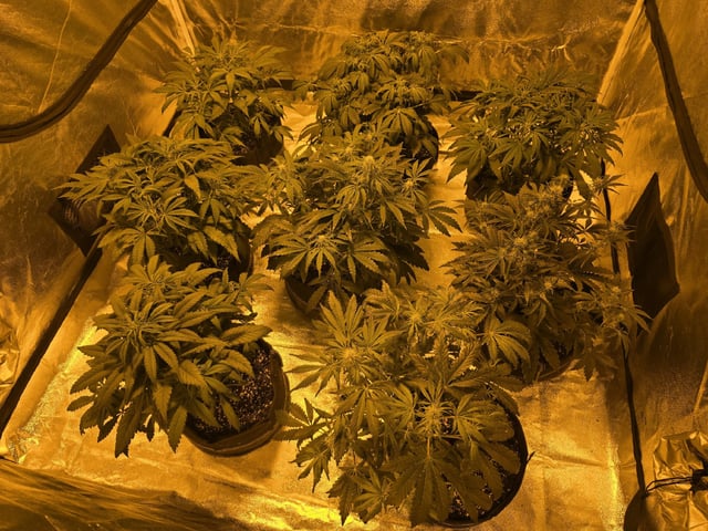 Autos AGAIN — vegetative, day 43