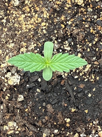 •Freedom Grow• — seedling_rooting, day 12