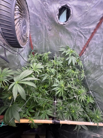 first grow in new 2x2 — flower, day 69