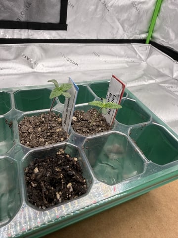 First photo Plant Grow  — seedling_rooting, day 7