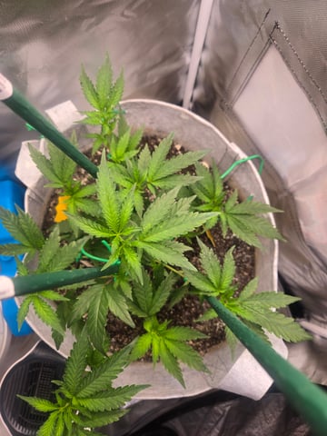 Looking for advice! — vegetative, day 31